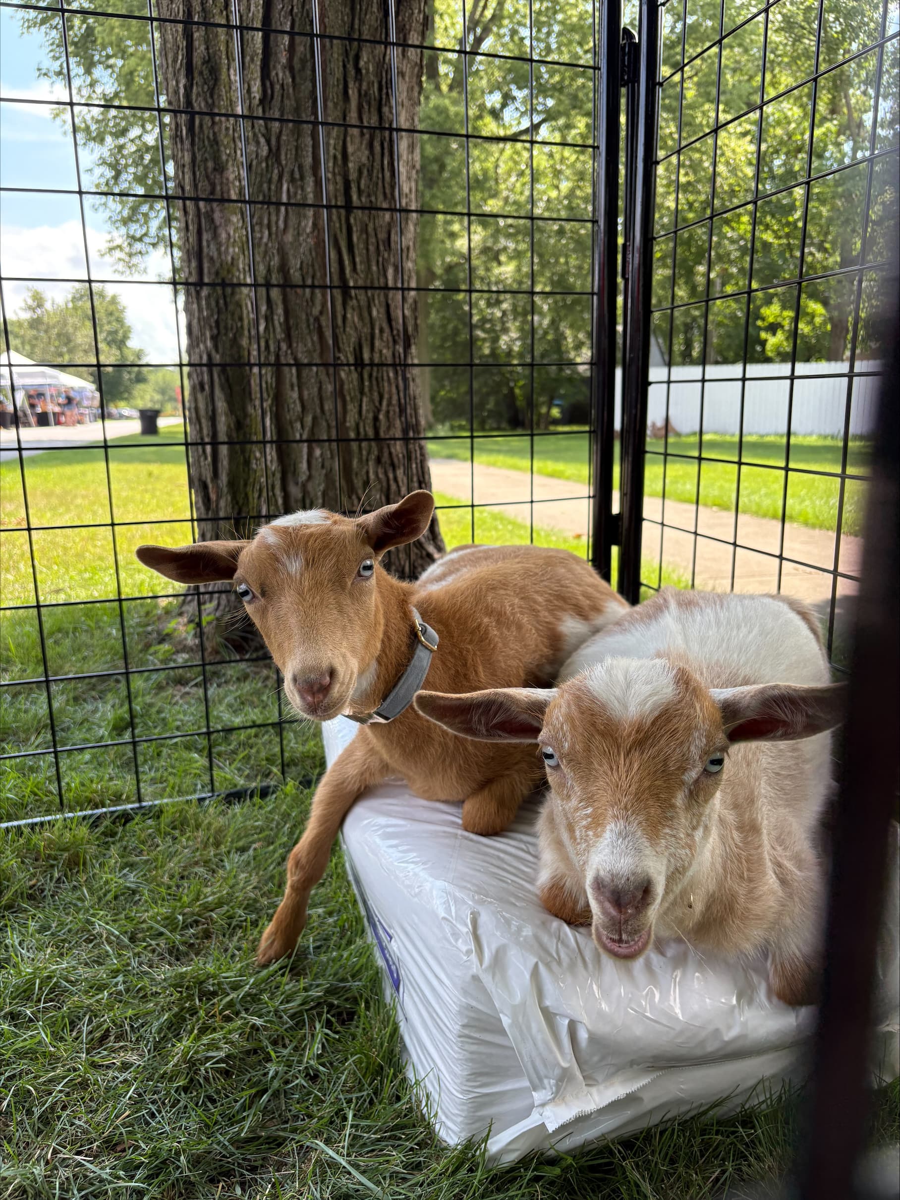 Dana Acres 7