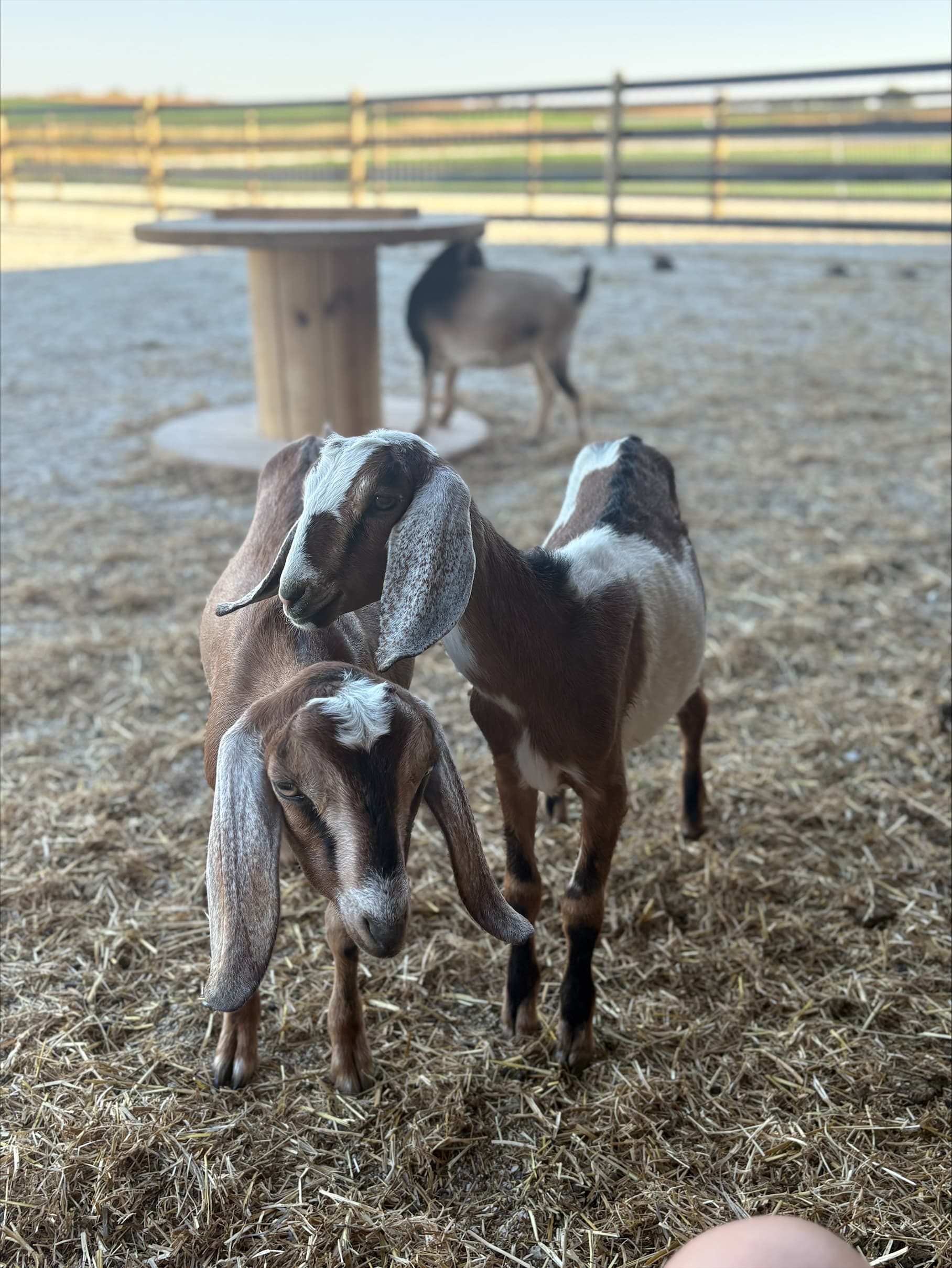 Dana Acres 8